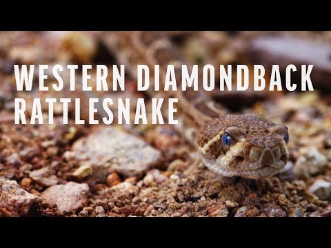 Critter Spotlight - Western Diamondback Rattlesnake (AKA The Coon Tail)