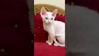 Кошечка Девон-рекс ищет семью! #cats  #кошки #котята