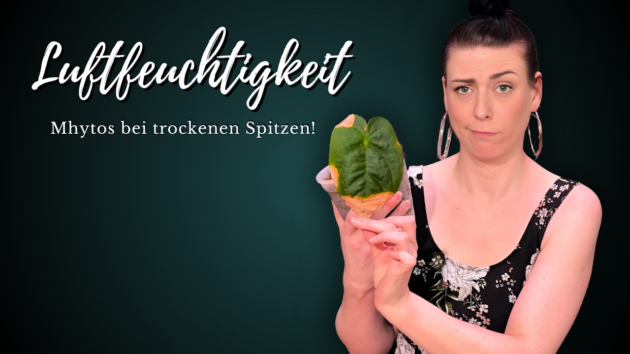 Trockene Blattspitzen bei Pflanzen - Der Luftfeuchtigkeits Mythos den jeder glaubt!