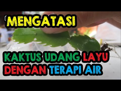 BERHASIL !!! CARA MENGATASI KAKTUS KEPITING LAYU DENGAN TERAPI AIR