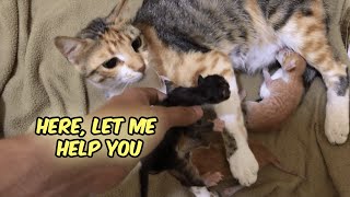 Mom Cat First Day at Work — Adorable Kitten Journey Day 1