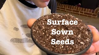 How to Surface Sow Seeds screenshot 5