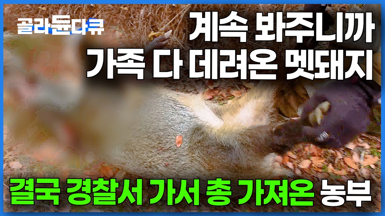 겁을 상실한 멧돼지 발견하고 이성을 잃은 주인. 경찰서에 맡겨 놓은 총까지 들고왔다｜멧돼지 사냥｜한국기행｜#골라듄다큐