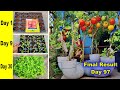 Unique Method to Grow Tomato Plants in PVC Pipes || How to grow tomato plants from seeds to harvest