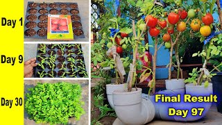 Unique Method to Grow Tomato Plants in PVC Pipes || How to grow tomato plants from seeds to harvest