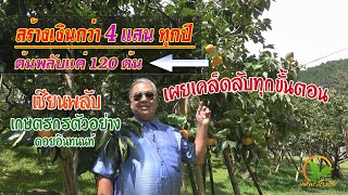 เกษตรสร้างเงิน : สร้างเงิน 4 แสน ต้นพลับ 120 ต้น เกษตรกรตัวอย่าง เผยเคล็ดลับทุกขั้นตอนอย่างละเอียด