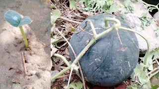 how to grow watermelon from seed | From sowing seed till harvest