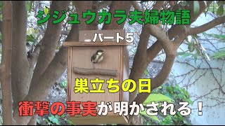 Japanese tit leave their nests. シジュウカラの子育て。巣立ちと衝撃的事実発覚