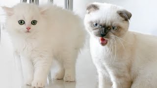 Mimi & Max cats first meeting by Mimi & Max cats 534 views 3 years ago 4 minutes, 26 seconds