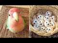 Baby Animals 🔴 Funny Parrots and Cute Birds Compilation (2021) Loros Adorables Recopilación #36