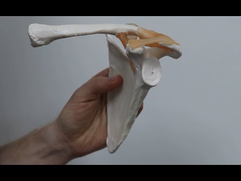 Video: Ce face arcul coracoacromial?