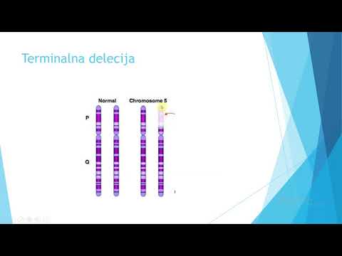 Video: Koja je razlika između hromozomskih hromatida i homolognih hromozoma?