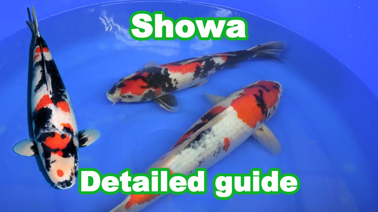 How to select a good Showa Koi [Detailed guide]