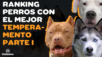 ¿Qué perro tiene el temperamento más malo?