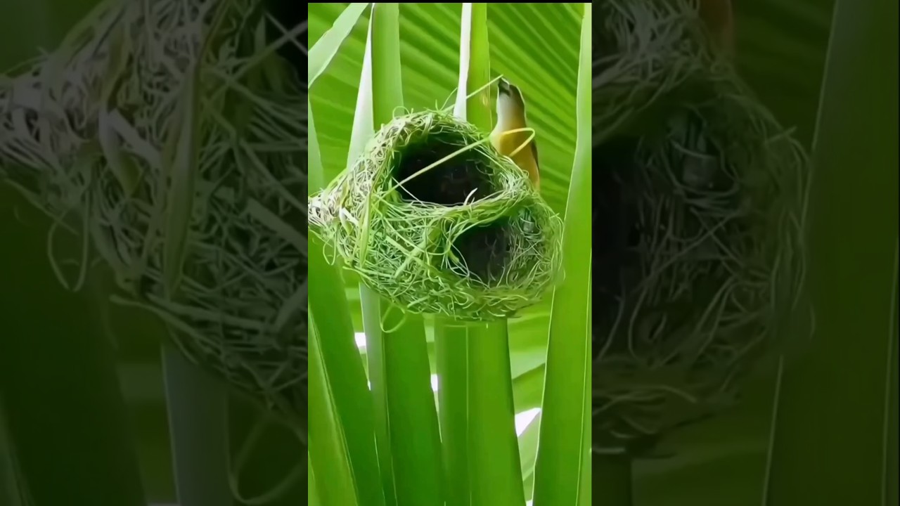 World’s Smartest Bird Architect! 🐦🏠 | Weaver Bird Nest Craftsmanship. 