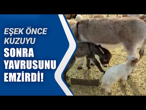 Eşek Önce Kuzuyu Sonra Sıpayı Emzirdi!