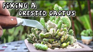 Saving a Crested Cactus from Reversion
