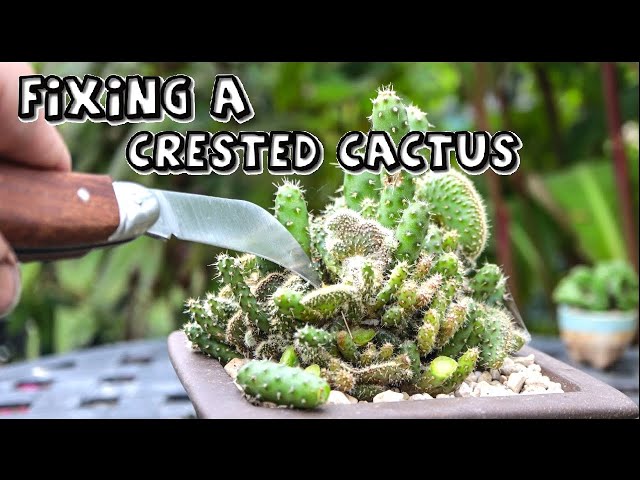 identifying san pedro cactus Echinopsis pachanoi "San Pedro" 6"