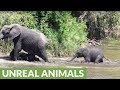 Baby elephant struggles to cross river, is encouraged by mom