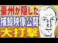 【海外の反応】衝撃!!オーストラリアが隠してきた日本捕鯨の映像がヤバ過ぎる!?【まみのラヴリーJAPANちゃんねる】