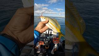 🐟 ¡COLIRUBIA atacó mi PLUMILLA! 😱 #fishing #shorts