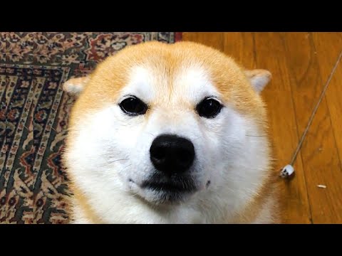 なでなでしやすいように耳をたたんで待つ柴犬