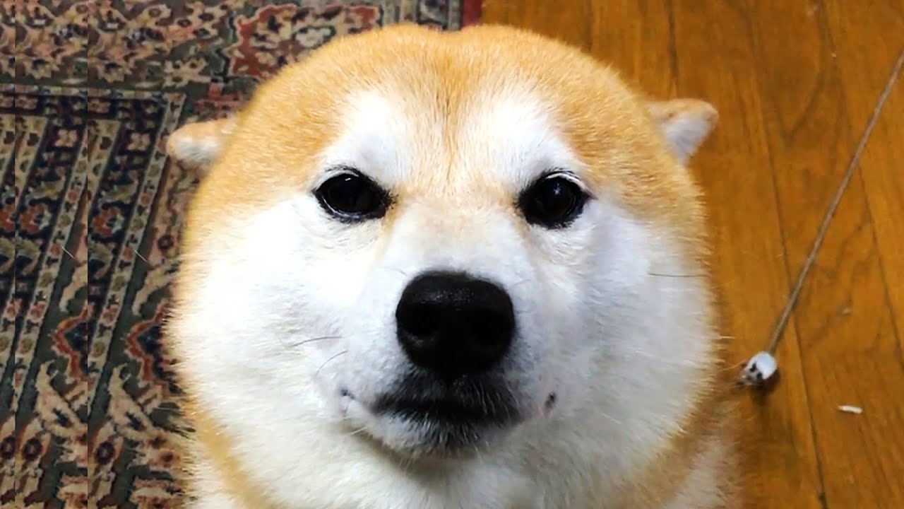 飼い主がナデナデしやすいよう 耳をたたむ柴犬 健気にアピールする姿が 可愛すぎる Buzzmag 飼い主がナデナデしやすいよう 耳をたたむ柴犬 健気にアピールする姿が 可愛すぎる Buzzmag