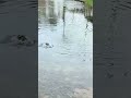 #fish #fishing #fishingtips #fishingvideo #fishinglife #fishingtrip #fishingvideos #outdoors #trout
