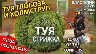 СТРИЖКА ХВОЙНЫХ ВЕСНОЙ | СТРИЖКА ТУИ | @VLASTELIN_MINSK | ТУЯ СМАРАГД  | Обрезка туи МИНСК