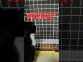猫【網戸に上れない】＃short