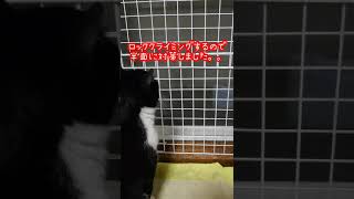 猫【網戸に上れない】＃short