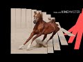 جديد جديد دحيه الحصان البديع تيسير وهاني mp3