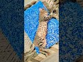 minu 😺😻 #funny #viral #catshorts #catvideos #cat #kitten #ytshorts #funnyanimal