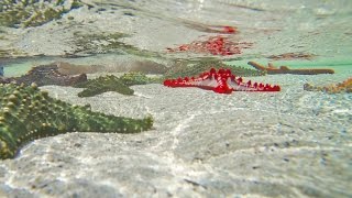 Cruising the Coral Reef - Indian Ocean