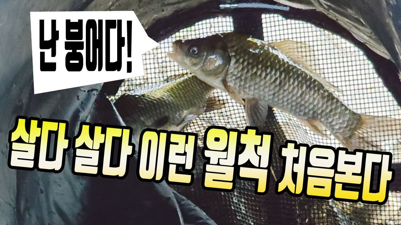 손맛보다 놀람 마른 월척붕어와의 조우/도심속 붕어낚시터 소개