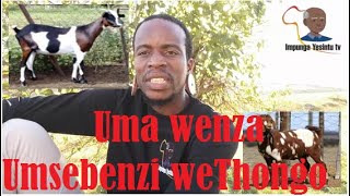 Okudinga uma wenza umsebenzi weThongo