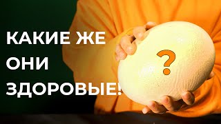 НАШЛИ ОГРОМНЫЕ ЯЙЦА, КТО ИЗ НИХ ВЫЛУПИТСЯ?