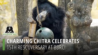 Charming Chitra Celebrates 15Th Rescueversary At Bbrc!