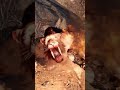 #farcryprimal
