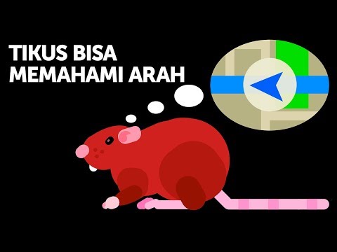 Video: Bagaimana Tikus Melihat