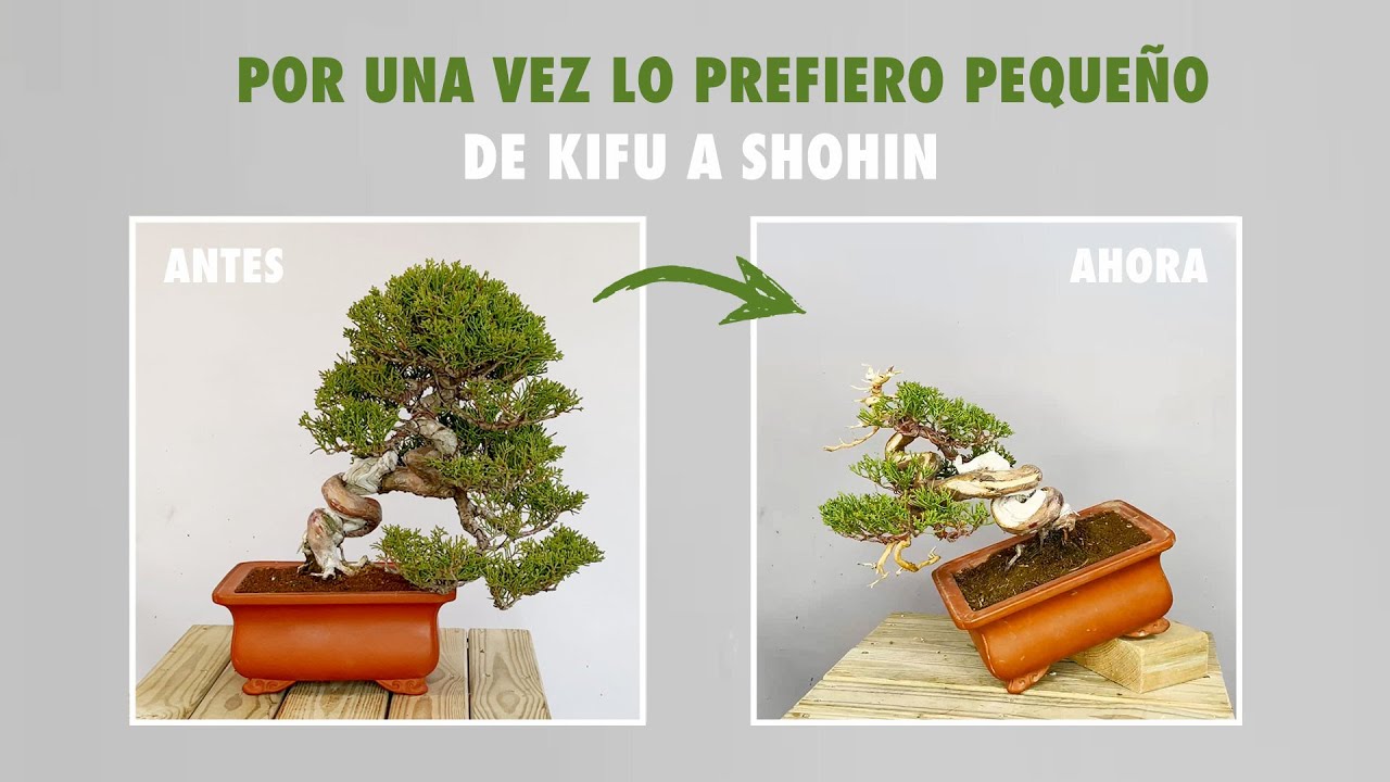 Por una vez lo prefiero pequeño. De Kifu a Shohin