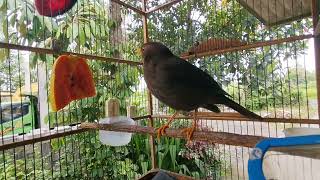 Download Lagu TEMBAKAN JALAK LAWU/ANIS GADING MP3