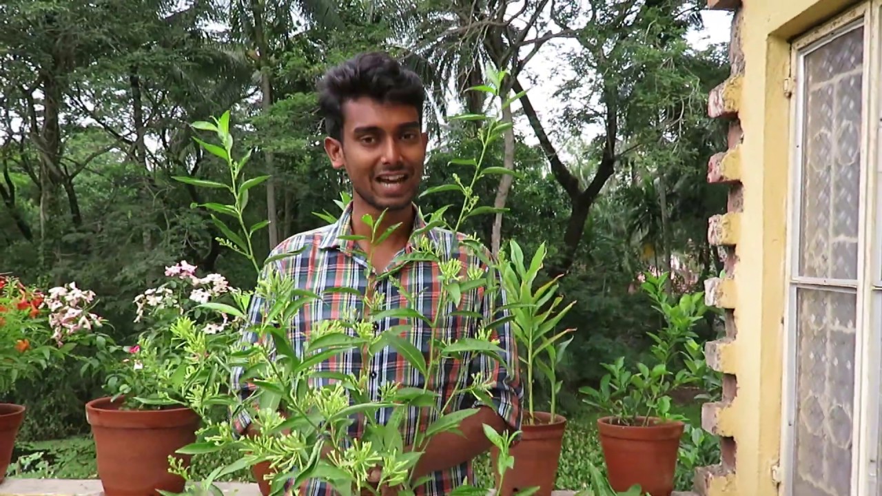 30, টুকিটাকি / ছোট্টো টবে হাসনুহানার প্রচুর ফুল