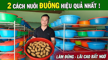 Hé Lộ 2 Phương Pháp Nuôi Đuông Dừa Hiệu Quả Nhất Hiện Nay – Ai Làm Cũng Có Lãi Cao!