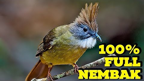 MASTERAN KAPAS TEMBAK GACOR DOR TERBARU❗️KAPAS TEMBAK GACOR LAGU DAN SPEED PAS BUAT PANCINGAN PIKAT