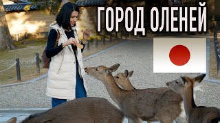 Город Оленей Нара Япония. Необычно Красивая Осень