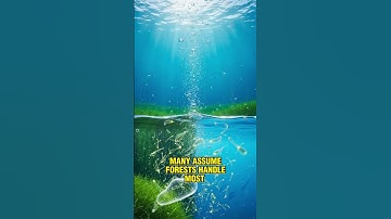 🌊 “You’ve Been Lied To About Oxygen! It Doesn’t Come from Trees…”