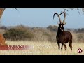 Thaba tholo game farm  zambian sable breeding bull 52 58 quantum