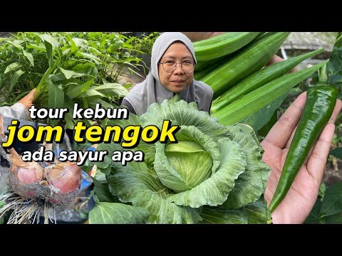 Tour kebun | jom tengok sayur apa yang cikdadida tanam kat kampung