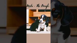 Should I get one more #Beagle  | Beagle Puppy Compilation